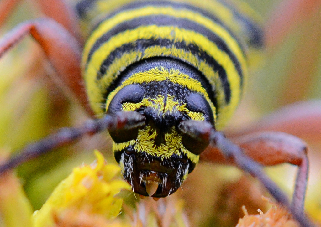 locust borer