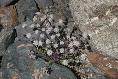 Stenocoelium athamantoides