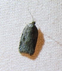Acleris fuscana