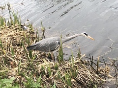 Ardea cinerea