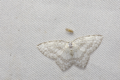 Leucodrepana serratilinea