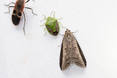 Lophoptera squammigera