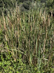 Typha capensis