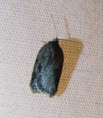 Acleris fuscana