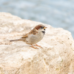 Passer domesticus