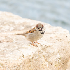 Passer domesticus