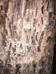 Pseudobombax septenatum