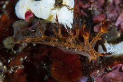 Cabangus regius