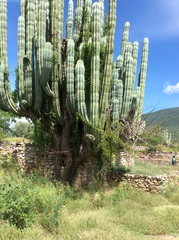Pachycereus weberi