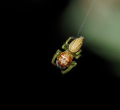 Opisthoncus abnormis