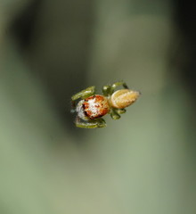 Opisthoncus abnormis