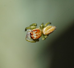 Opisthoncus abnormis