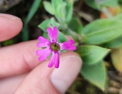 Silene acutifolia