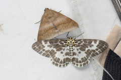 Pogonopygia nigralbata