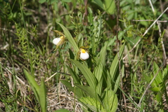 Cypripedium candidum
