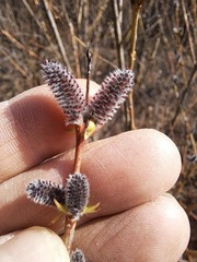 Salix koriyanagi
