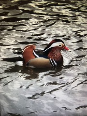 Aix galericulata