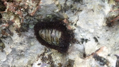Acanthopleura