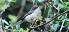 Apalis cinerea