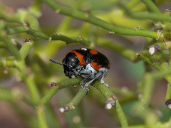 Megalostomis lacordairei