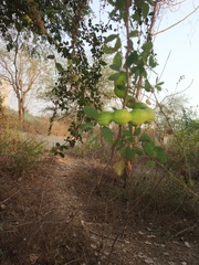 Angiospermae
