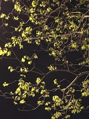 Liquidambar formosana