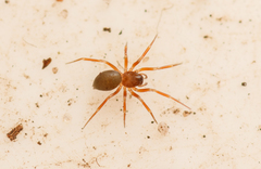 Thyreosthenius biovatus