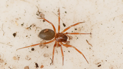 Thyreosthenius biovatus