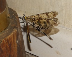 Palpares speciosus