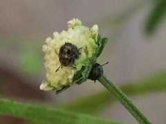 Pachycorinae