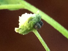 Pachycorinae