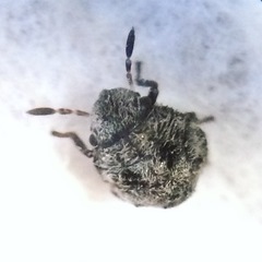 Pachycorinae