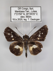 Andronymus caesar philander