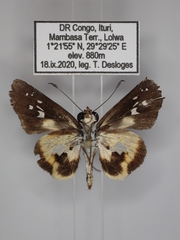 Andronymus caesar philander