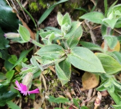 Silene acutifolia