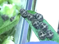 Pachycorinae