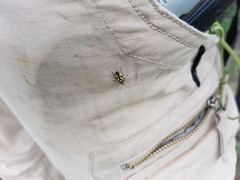 Carpinteroa patagonica