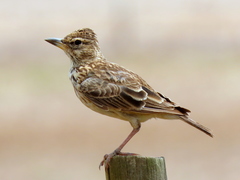 Galerida magnirostris magnirostris