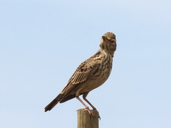 Galerida magnirostris magnirostris