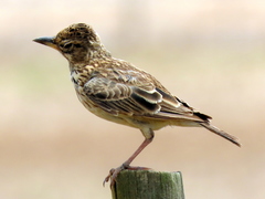 Galerida magnirostris magnirostris