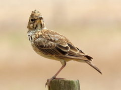 Galerida magnirostris magnirostris