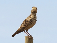 Galerida magnirostris magnirostris