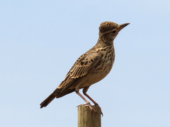 Galerida magnirostris magnirostris