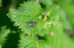 Limnophora maculosa