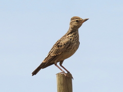 Galerida magnirostris magnirostris
