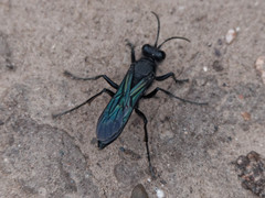 Stangeella cyaniventris