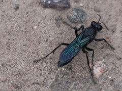 Stangeella cyaniventris