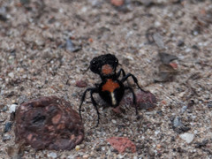 Atillum callidulum