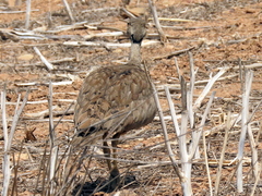 Eupodotis vigorsii vigorsii