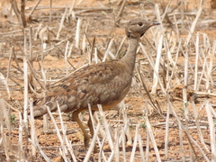 Eupodotis vigorsii vigorsii